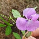 Vigna vexillata Λουλούδι