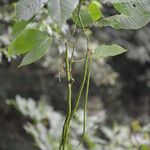 Senna hayesiana Leaf