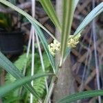 Secamone volubilis Flower