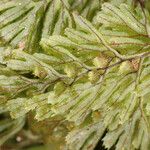 Hymenophyllum tunbrigense Ліст