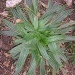 Plantago serraria Hoja