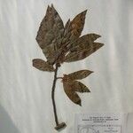 Dodecadenia grandiflora Alia