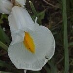 Iris orientalis Flor