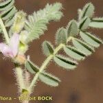 Astragalus mareoticus অন্যান্য