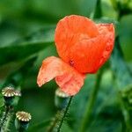 Papaver dubium 花