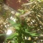 Antirrhinum majus Leaf