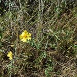 Madia elegans Flower