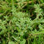 Polygonum plebeium Plante entière