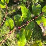 Zanthoxylum clava-herculis Leaf