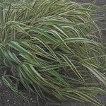 Phalaris arundinacea 整株植物