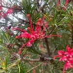 Grevillea rosmarinifolia 花