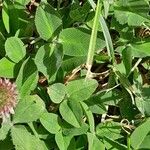 Trifolium fragiferum Blatt