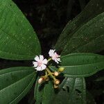 Miconia conorufescens List