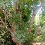 Kigelia africana ഇല