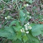 Dichrocephala integrifolia Arall