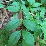 Philadelphus inodorus Blad