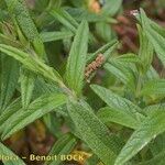 Cistus inflatus മറ്റ്