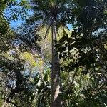 Ravenea rivularis 形态