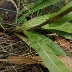 Crepis conyzifolia Leaf