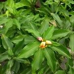 Costus spiralis Blatt