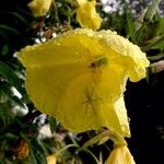 Oenothera glazioviana Λουλούδι