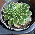 Aeonium tabulaeformeFeuille