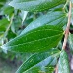 Coriaria myrtifolia Hoja