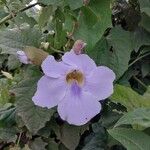 Thunbergia grandifloraFlower