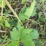 Ranunculus recurvatus Leaf