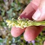 Platanthera hyperborea Floare