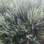 Artemisia herba-alba Leht