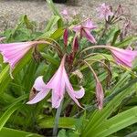 Crinum × powellii Flower