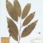 Anaxagorea brachycarpa Лист