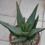 Aloe distans Хабит