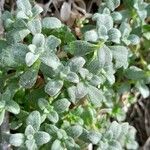 Cerastium biebersteinii ഇല