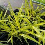 Hakonechloa macra Habitus