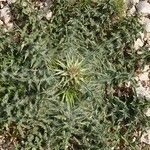 Silybum eburneum Hoja