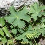 Alchemilla fissa Blad