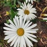 Leucanthemum maximumFiore