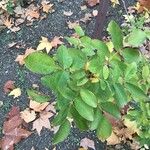 Rosa × noisettiana Leaf