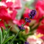 Lavandula angustifolia Flor