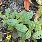 Tuberaria lignosa Blatt