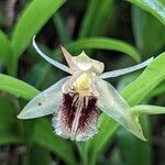 Coelogyne fimbriata Květ