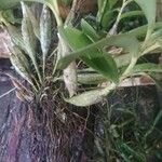 Dendrobium crumenatum Blad