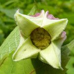 Clematis viorna Floare
