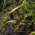 Carex pseudocyperus फल