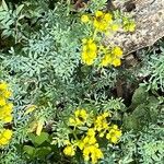 Ruta chalepensis Flor