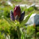 Gentiana purpurea Blüte