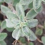 Antirrhinum molle Hoja