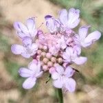 Scabiosa columbariaফুল